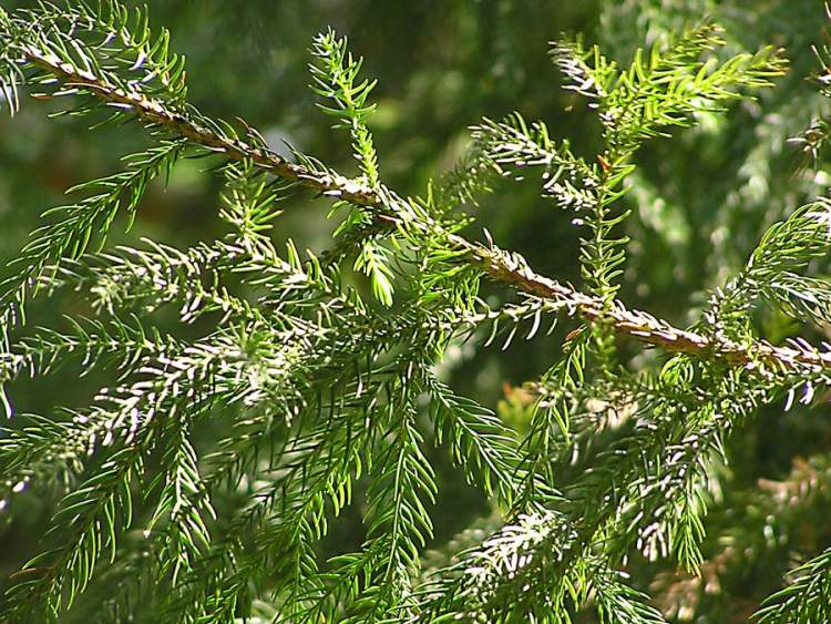 معرفی و راهنمای پرورش درختان زینتی - کریپتومریا